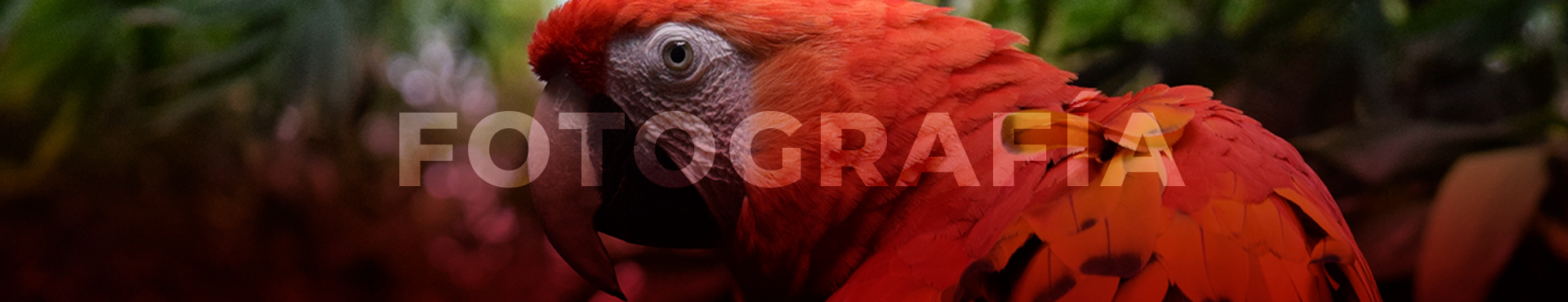 banner_branding-1